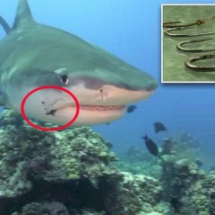 Nỗi đau của đại dương: Hàng triệu cá mập mắc sâu lưỡi câu trong da thịt